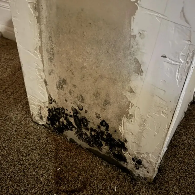 Professional Mold Removal in Carnegie, OK